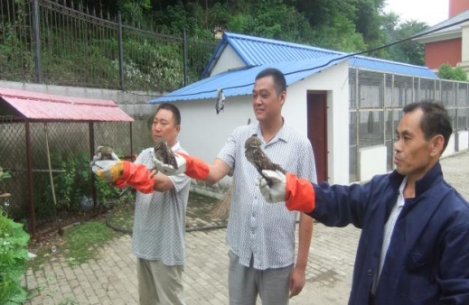 2017��6��13�����磬������Ұ������Ȼ����ı�������ҵ��ͬ�⣬���ѴﵽҰ���������������Ϸ���Ҫ���5ֻ��ͷ��m��1����������˼��з������ع���Ȼ��